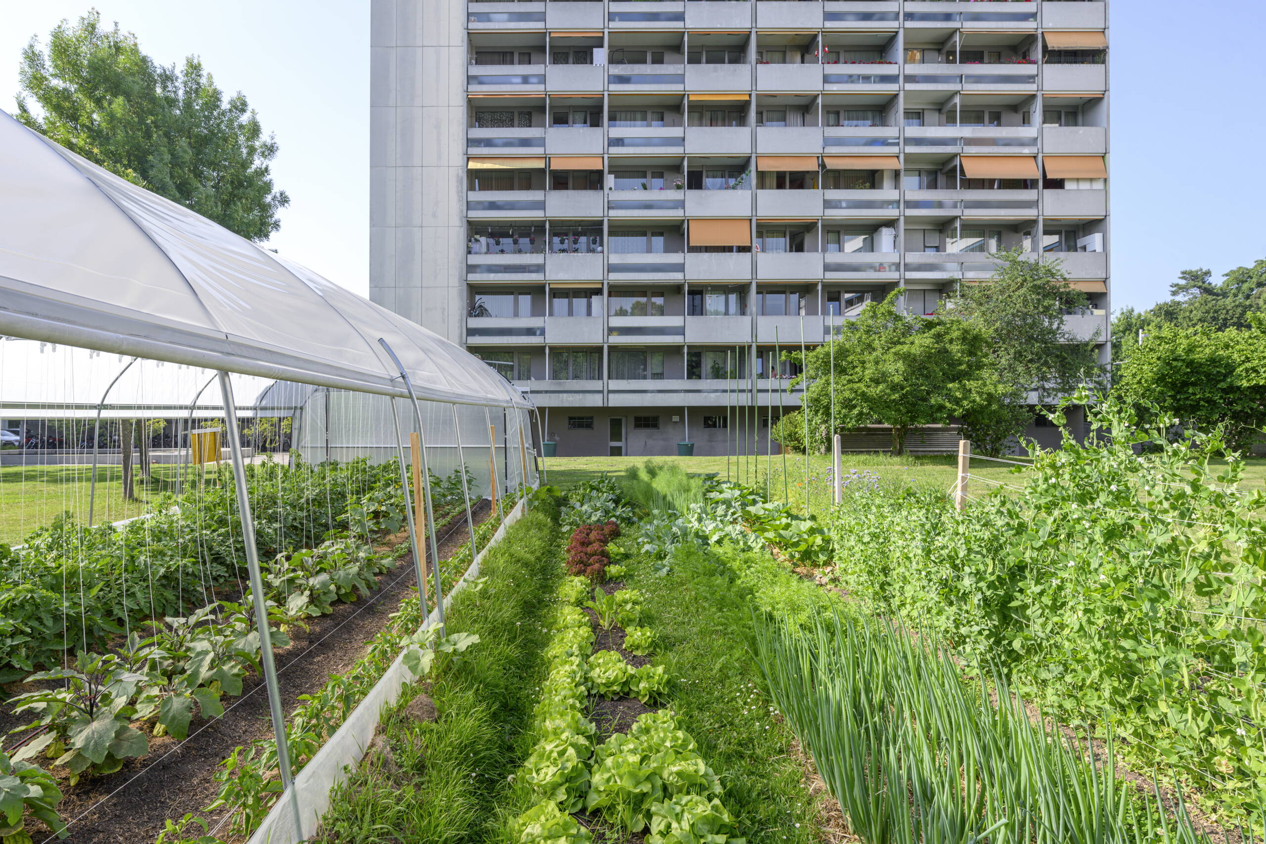 tscharni-garten.jpg tscharni-garten.jpg